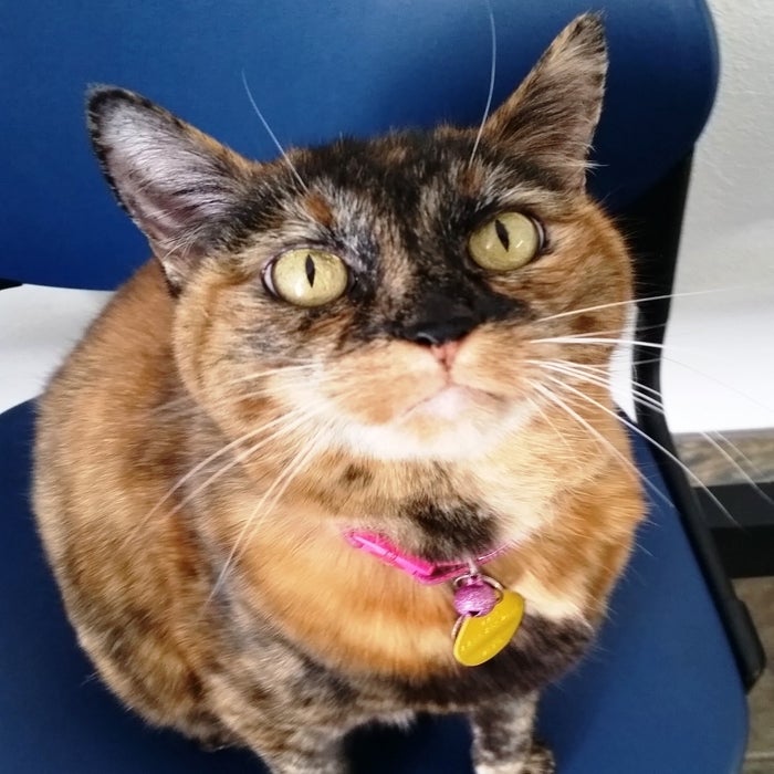 Kona</br> Angel Hospital Mascot photo